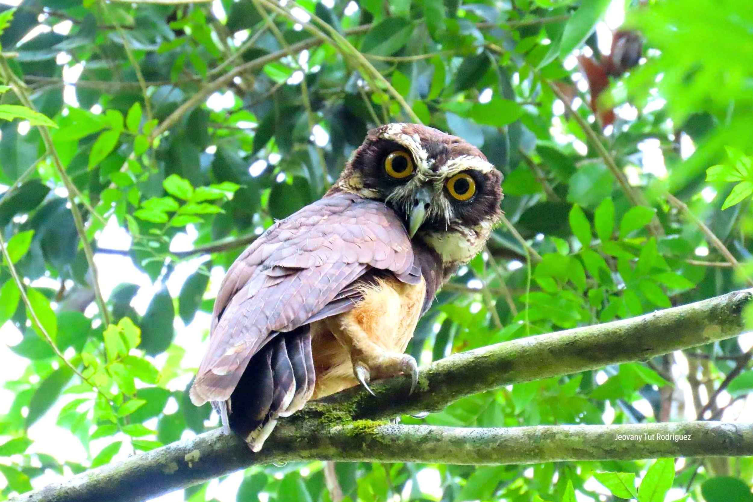 Ruta del Jaguar — Observación de Aves Endémicas y Fauna Silvestre
